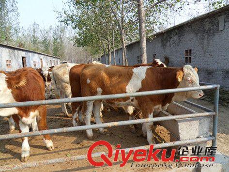 夏洛萊牛牛犢求購到山東 肉牛質(zhì)量有保證買肉牛可簽回收合同