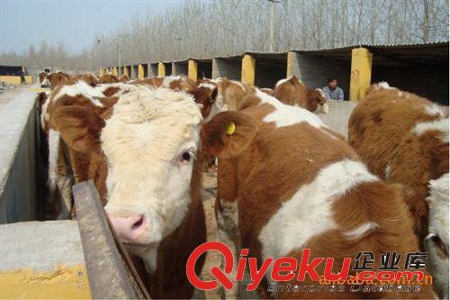 請問肉牛出欄往哪里銷售 一般 肉牛價錢在多少