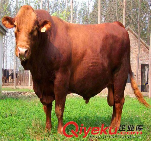 2014夏季肉牛價格 牛犢多少錢一頭 買牛犢可免費(fèi)提供肉牛養(yǎng)殖技術(shù)