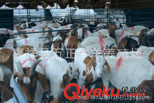 養(yǎng)波爾山羊萬正養(yǎng)殖場原始圖片2