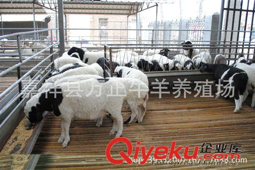 雜交波爾山羊懷孕羊多少錢一只萬正養(yǎng)殖場