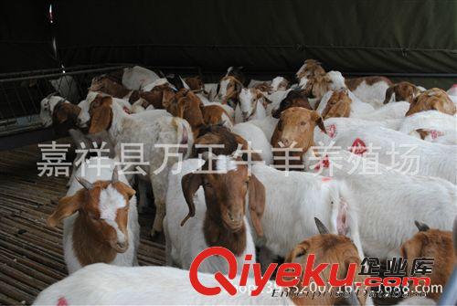 波爾山羊原產(chǎn)于南非是世界zm肉用山羊品種萬(wàn)正養(yǎng)殖場(chǎng)