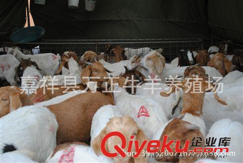 波爾山羊原產(chǎn)于南非是世界zm肉用山羊品種萬(wàn)正養(yǎng)殖場(chǎng)
