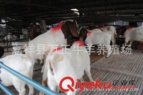波爾山羊原產(chǎn)于南非是世界zm肉用山羊品種萬(wàn)正養(yǎng)殖場(chǎng)