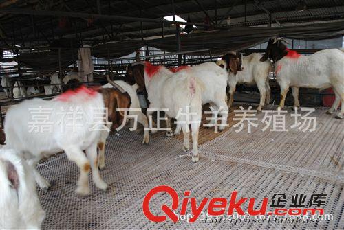 飼養波爾山羊或雜交羊有同樣飼養條件下萬正養殖場