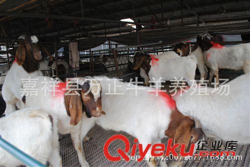 飼養波爾山羊或雜交羊有同樣飼養條件下萬正養殖場