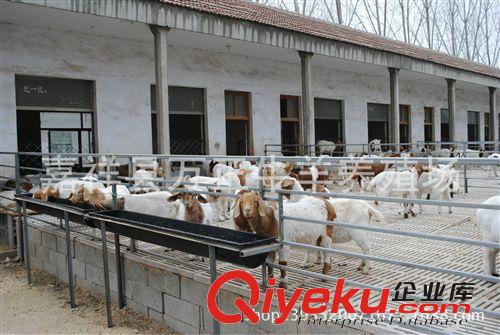 飼養波爾山羊或雜交羊有同樣飼養條件下萬正養殖場