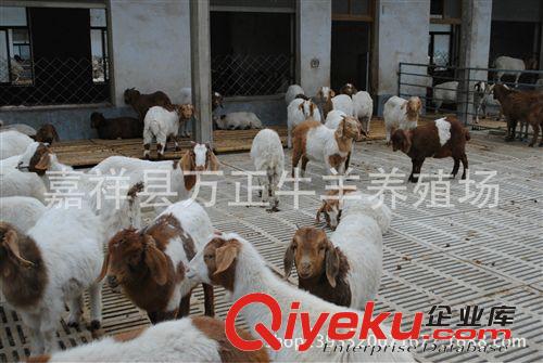 母羊在配種后第1-2個情期如不再發情萬正養殖場