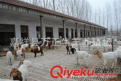 母羊在配種后第1-2個情期如不再發情萬正養殖場
