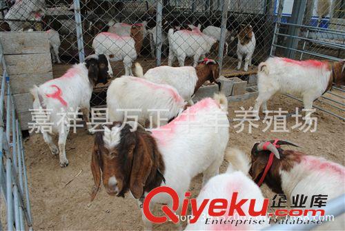 波爾山羊40斤的多少錢一只萬正養殖場
