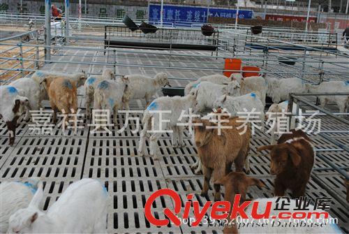 波爾山羊40斤的多少錢一只萬正養殖場