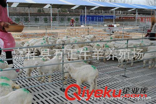 波爾山羊40斤的多少錢一只萬正養殖場原始圖片2