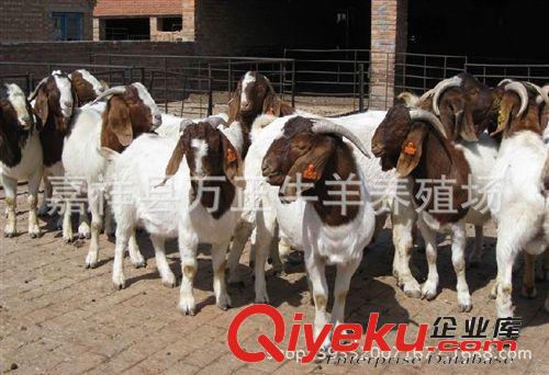 養(yǎng)一只波爾山羊能賺多少錢(qián)萬(wàn)正牛羊養(yǎng)殖場(chǎng)