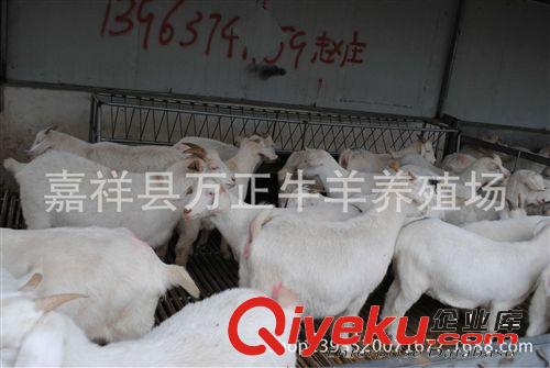 養(yǎng)一只波爾山羊能賺多少錢(qián)萬(wàn)正牛羊養(yǎng)殖場(chǎng)
