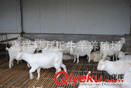 養(yǎng)一只波爾山羊能賺多少錢(qián)萬(wàn)正牛羊養(yǎng)殖場(chǎng)原始圖片2