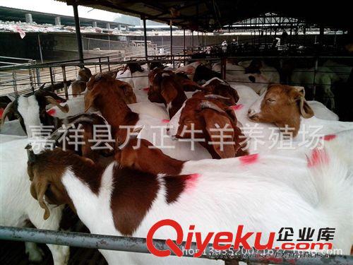 波爾山羊懷孕羊多少錢一只萬正養殖基地原始圖片2