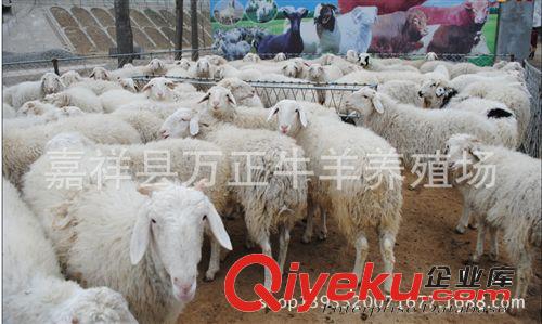小尾寒羊飼料添加劑育肥羊禁用萬正養殖場