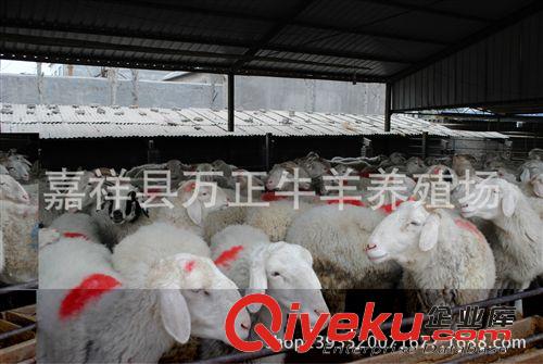 小尾寒羊性成熟早可以常年發(fā)情配種萬(wàn)正養(yǎng)殖場(chǎng)