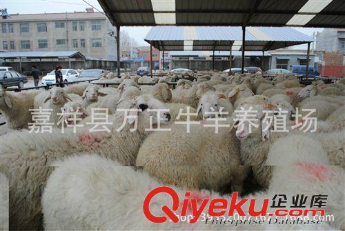 小尾寒羊性成熟早可以常年發(fā)情配種萬(wàn)正養(yǎng)殖場(chǎng)原始圖片2