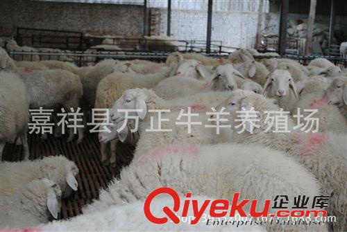 母羊懷孕2個月后隨著懷孕月份的增加萬正養殖場