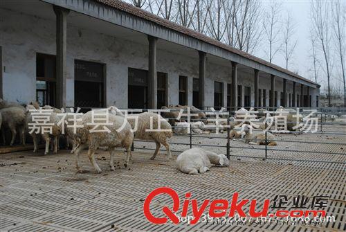 母羊懷孕1個月左右的飼養(yǎng)管理萬在養(yǎng)殖場