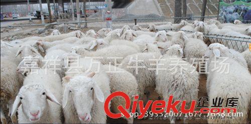 母羊懷孕1個月左右的飼養(yǎng)管理萬在養(yǎng)殖場