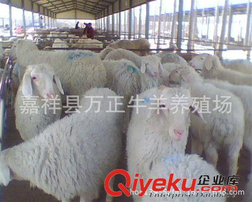 母羊懷孕2個月后隨著懷孕月份的增加萬正養殖場