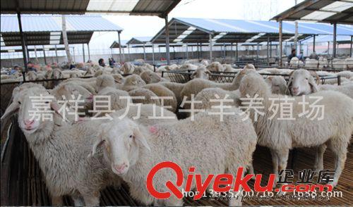 母羊懷孕2個月后隨著懷孕月份的增加萬正養殖場