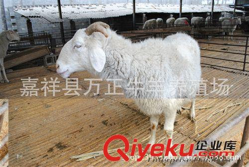 出售小尾寒羊種羊萬正養殖場