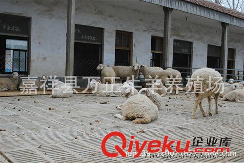 大母羊小尾寒羊一只多少錢萬正牛羊養殖場