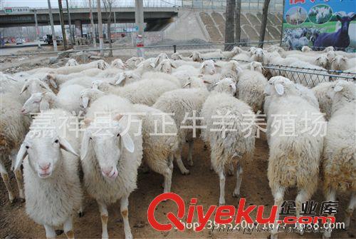 一只小尾寒羊養一年能賺多少錢萬正養殖場