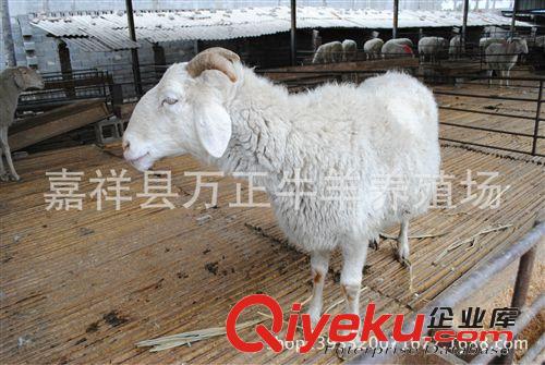 2年到4年的小尾寒羊大母羊多少錢(qián)一只