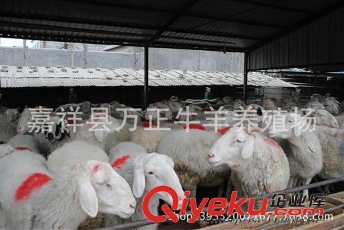 2年到4年的小尾寒羊大母羊多少錢(qián)一只