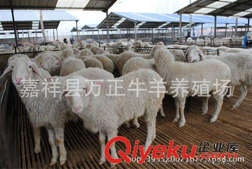 2年到4年的小尾寒羊大母羊多少錢(qián)一只