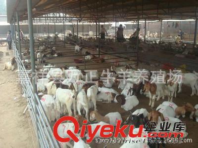 特種飼料飼養山羊效益高山東濟寧萬正牛羊養殖場