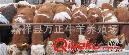 養西門塔爾牛