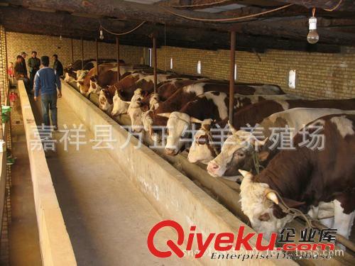 西門塔爾牛原產于瑞士西部山區萬正養殖場原始圖片2