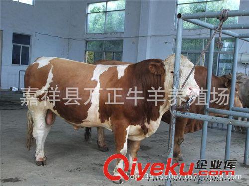 gd肉牛育肥技術(shù)在我國已經(jīng)推廣 萬正養(yǎng)殖場