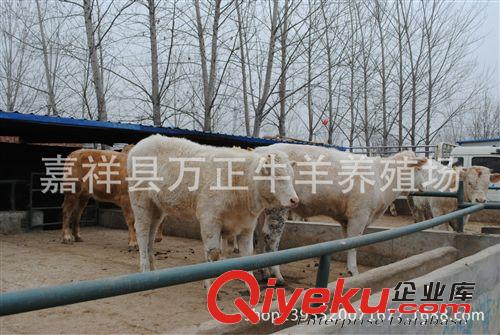 建牛舍的目的是為了給牛創造適宜的生活環境萬正養殖場