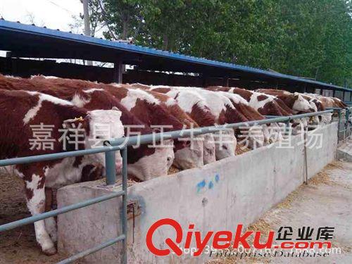 養(yǎng)牛西門(mén)塔爾牛肉牛萬(wàn)勝養(yǎng)殖場(chǎng)