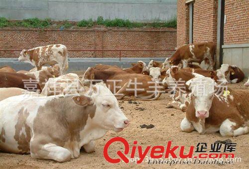 養(yǎng)牛西門(mén)塔爾牛肉牛萬(wàn)勝養(yǎng)殖場(chǎng)