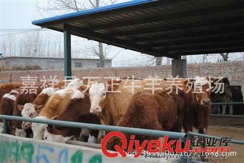 養(yǎng)牛西門(mén)塔爾牛肉牛萬(wàn)勝養(yǎng)殖場(chǎng)