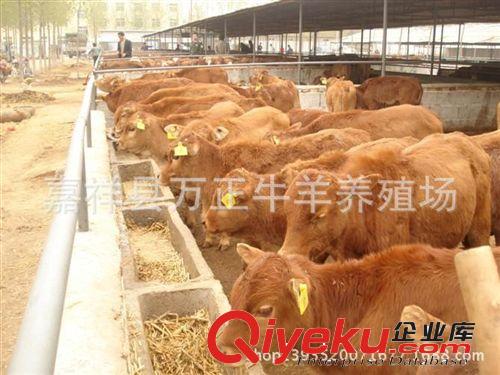 魯西黃牛的品種特征　萬正養殖場