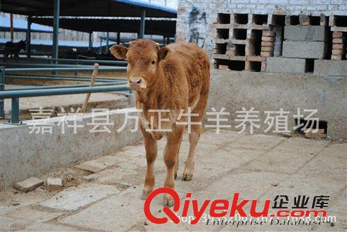 魯西黃牛的品種特征　萬正養殖場原始圖片3
