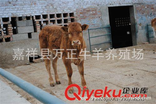 200斤的魯西黃牛多少錢一頭萬正養殖場原始圖片2