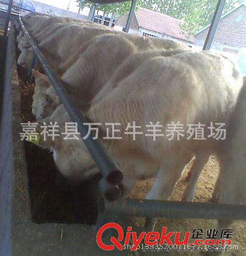 供應(yīng)1500斤的肉牛山東萬勝牧業(yè)
