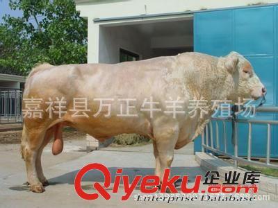 供應(yīng)1500斤的肉牛山東萬勝牧業(yè)原始圖片2