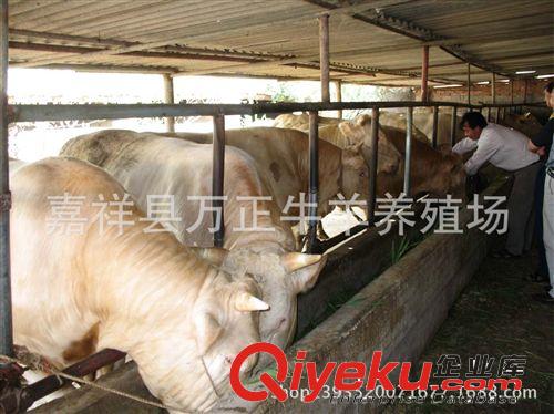 供應(yīng)1500斤的肉牛山東萬勝牧業(yè)原始圖片3