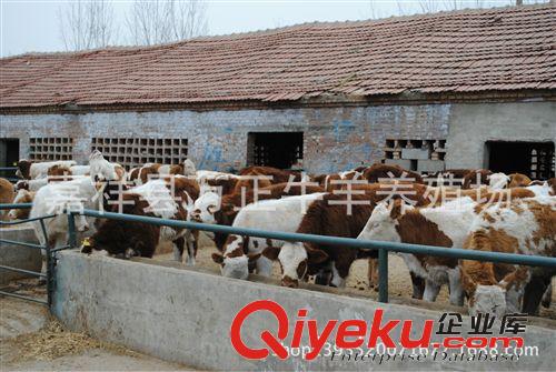 常年出售純種肉牛犢西門(mén)塔爾牛