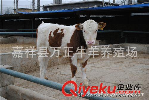 常年出售純種肉牛犢西門(mén)塔爾牛原始圖片2